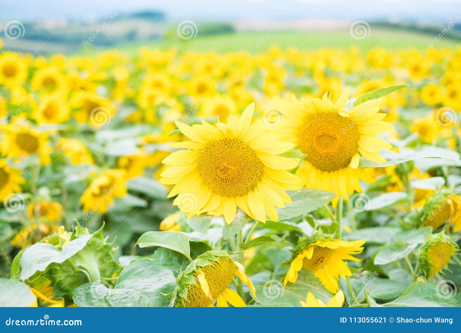 Sunflower Field In Hokkaido Stock Image Image Of Rural