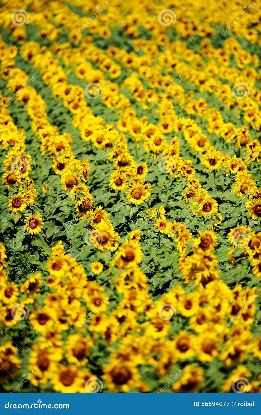 Sunflower field in july stock image. Image of landscape 56694077