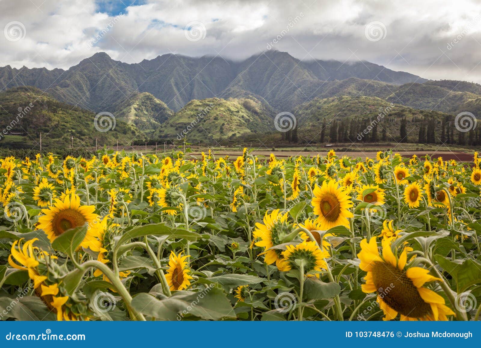 sunflower field hawaii