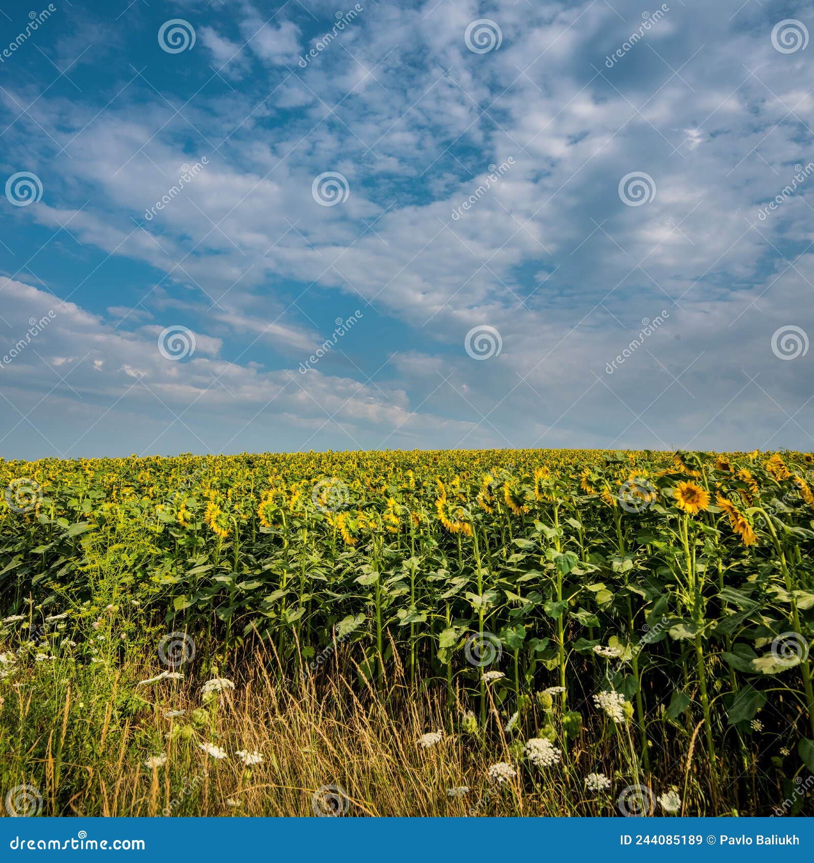 Sunflower Landscape with Flowers Facing the Sun Stock Image Image of blue, green 244085189