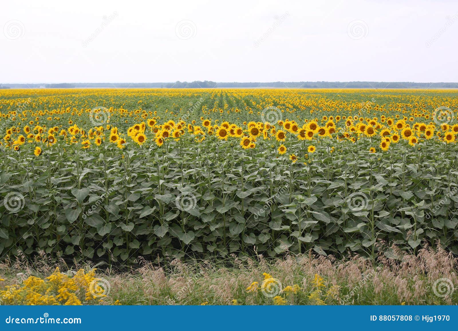 Sunflower Field in Manitoba, Canada Stock Photo Image of back