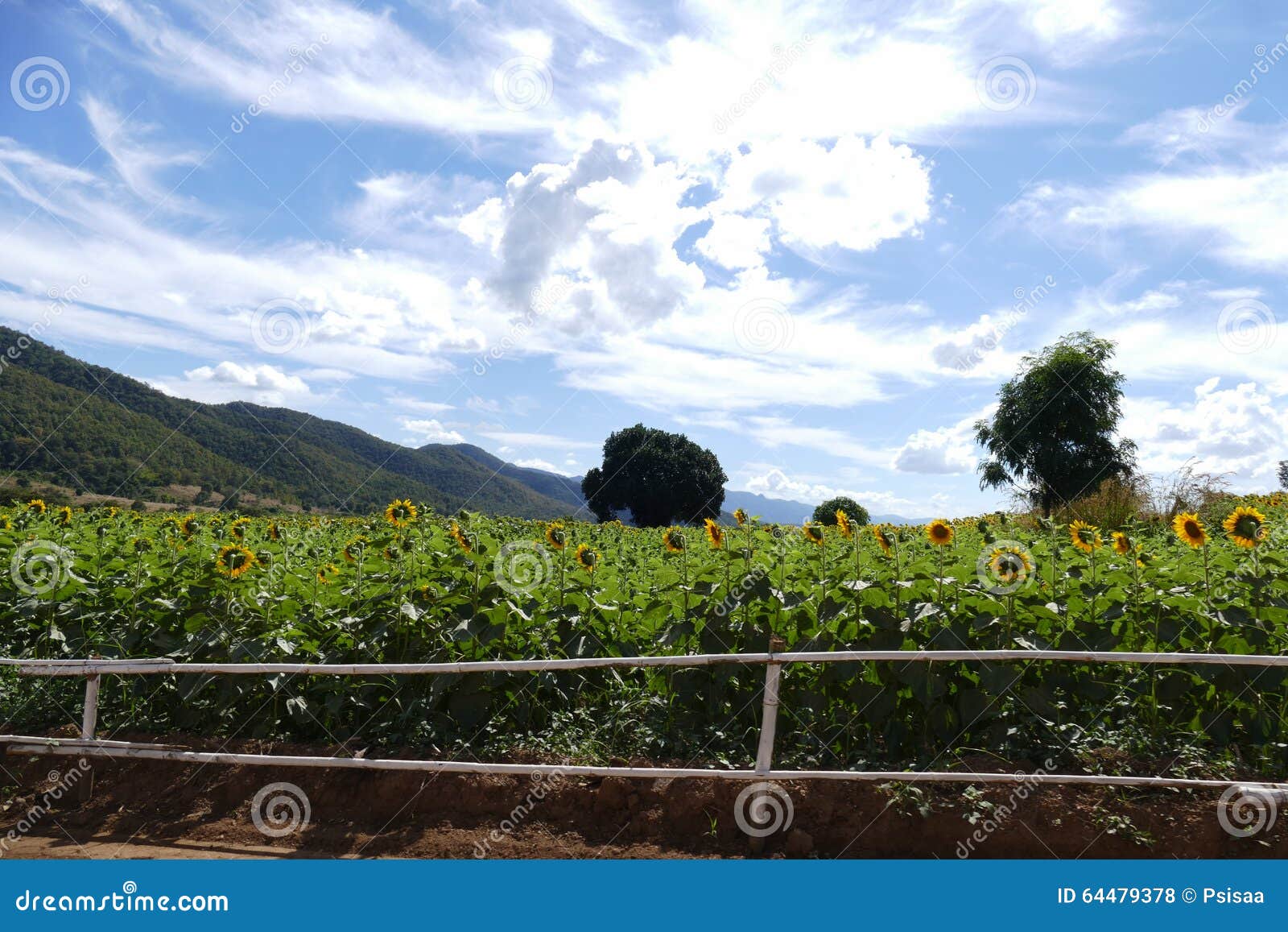 Sunflower Field on the Mountain Stock Photo Image of plant, outdoor 64479378