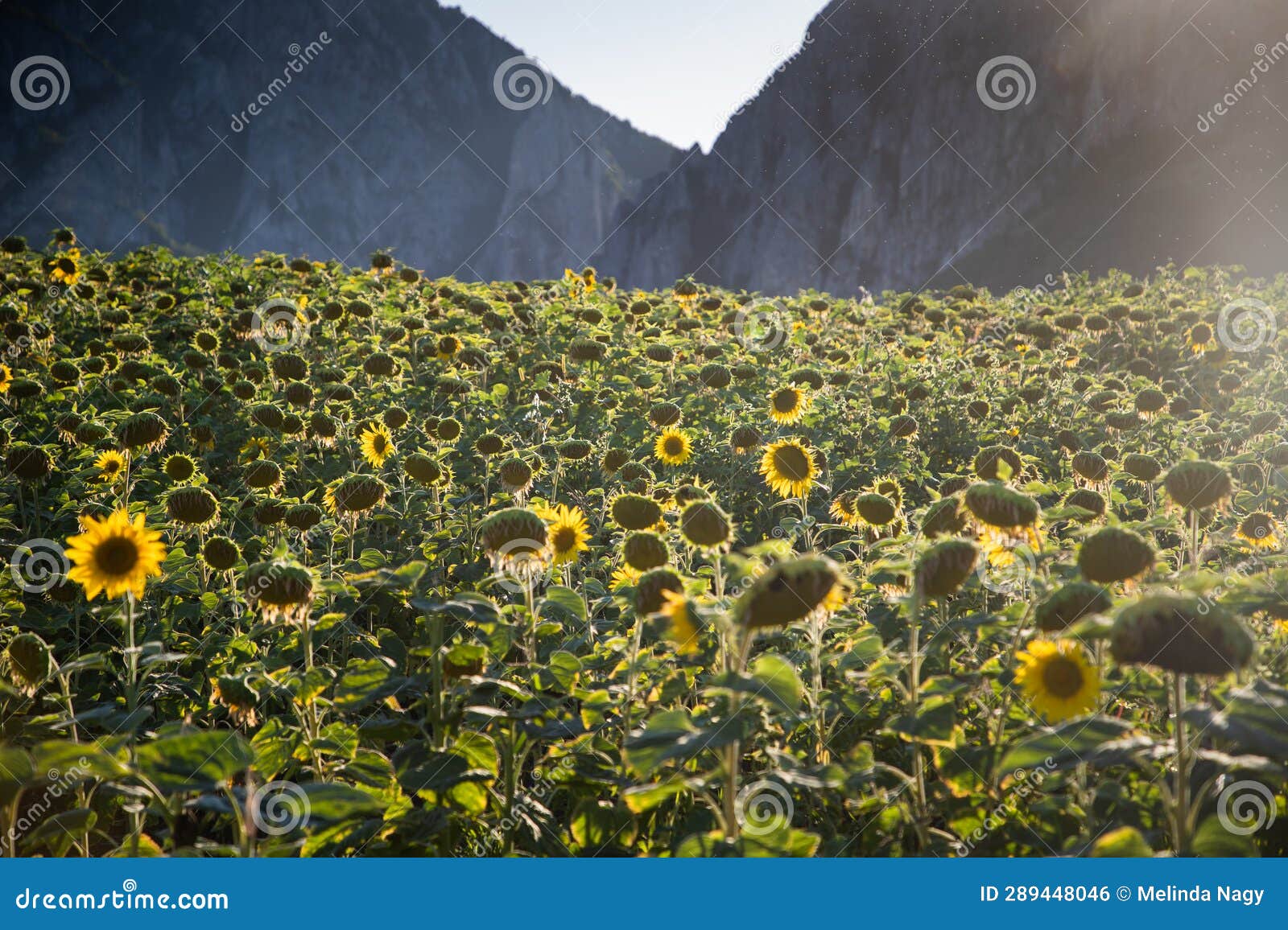 Sunflower Field with Mountains in Background Stock Photo Image of