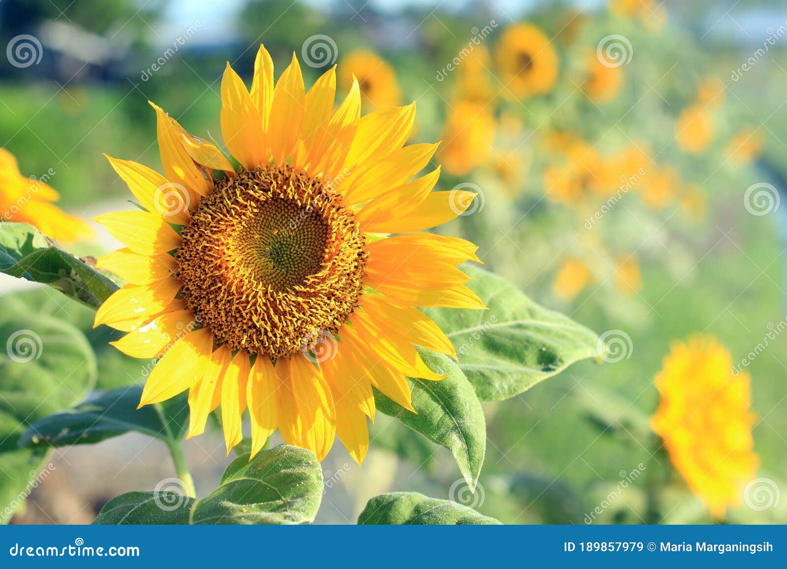 sunflower in the field. nature flowers background. natural floral pattern background. yellow flower blossom on spring or summer.
