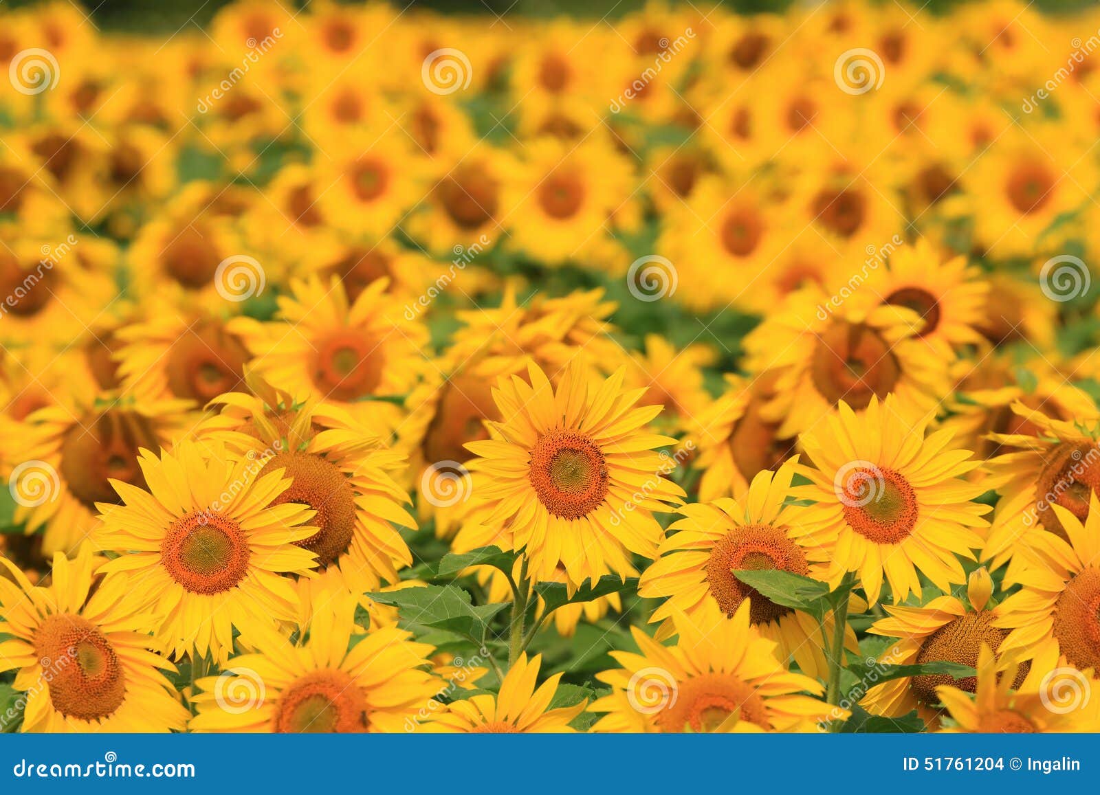 Sunflower Field in Ontario, Canada Stock Photo Image of country