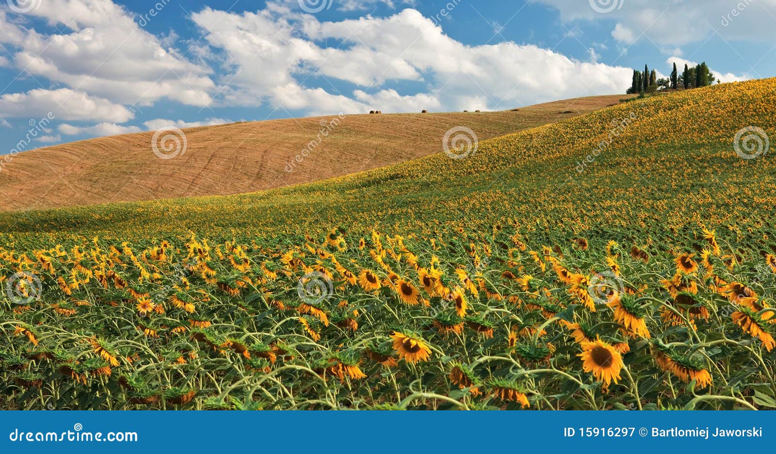 Sunflower field over hill. stock image. Image of yellow 15916297