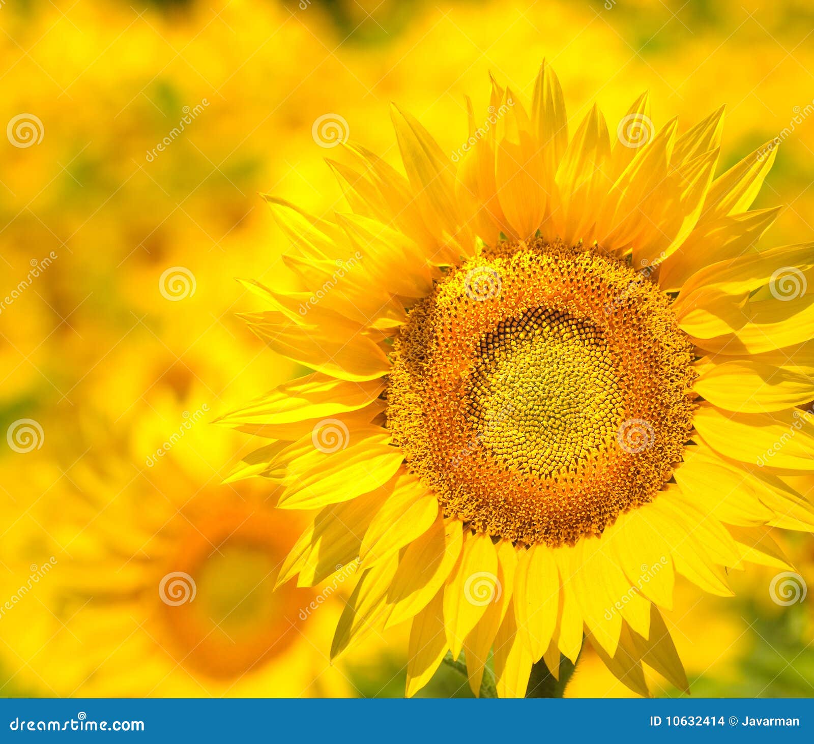 Golden Sunflower field, Provence, France, shallow focus