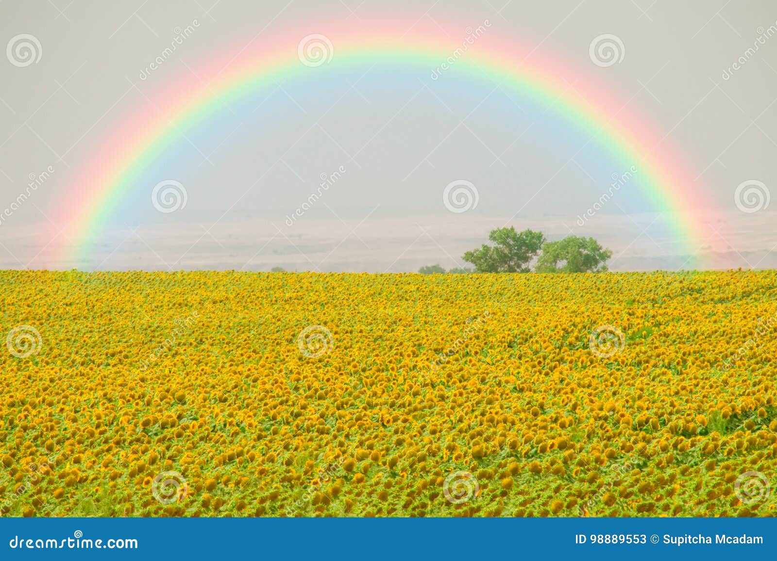 Sunflower Field And Rainbow Stock Image Image Of Garden Field 98889553