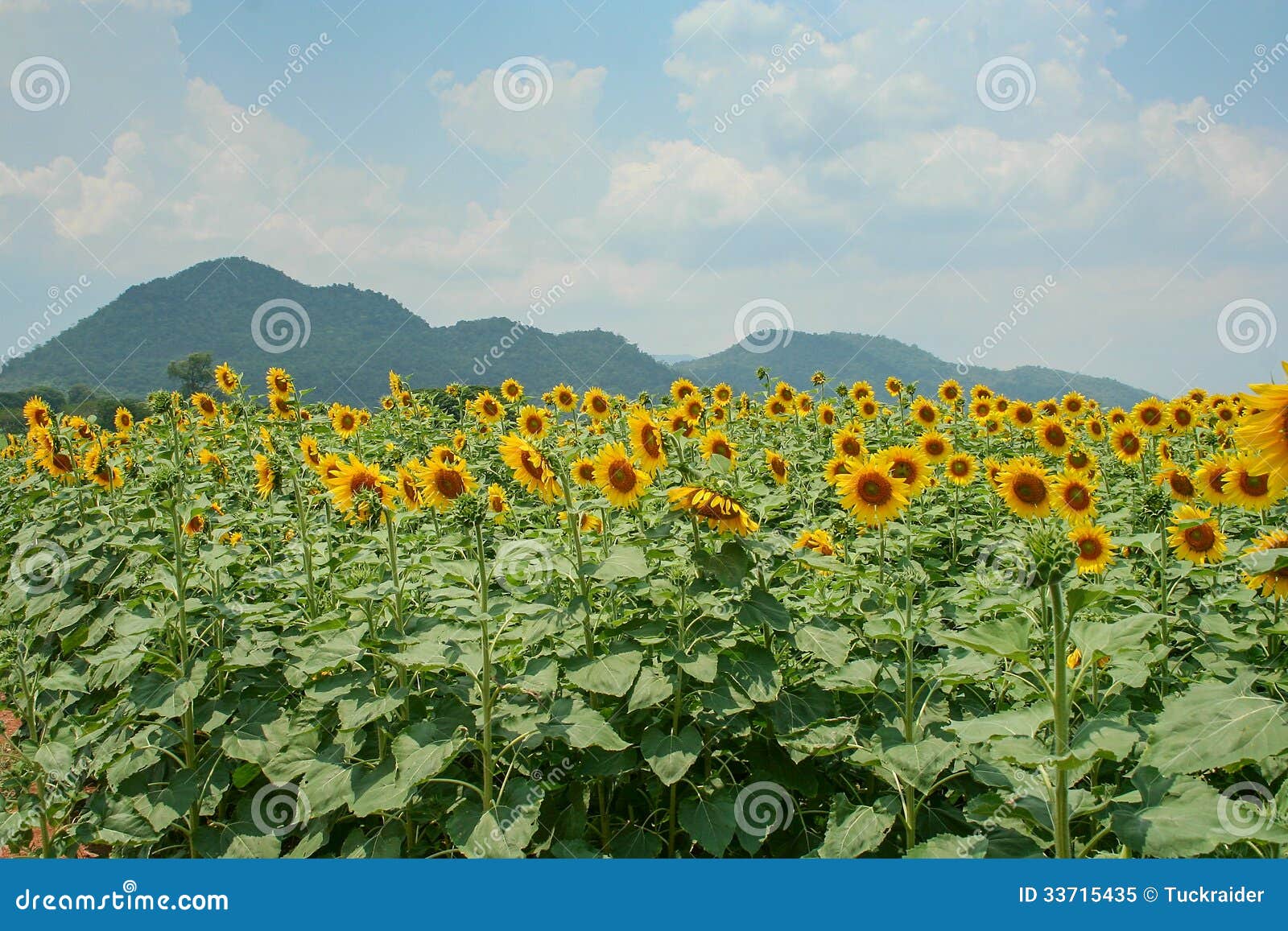 Sunflower Field in Saraburi, Thailand Stock Image Image of sunflower, thailand 33715435