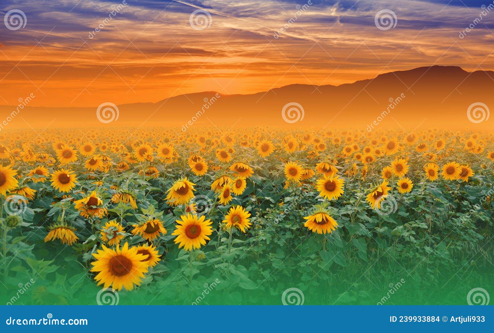 Sunflower   Nature     ,clouds,sun. Stock Photo - Image of banner,  amazing: 239933884