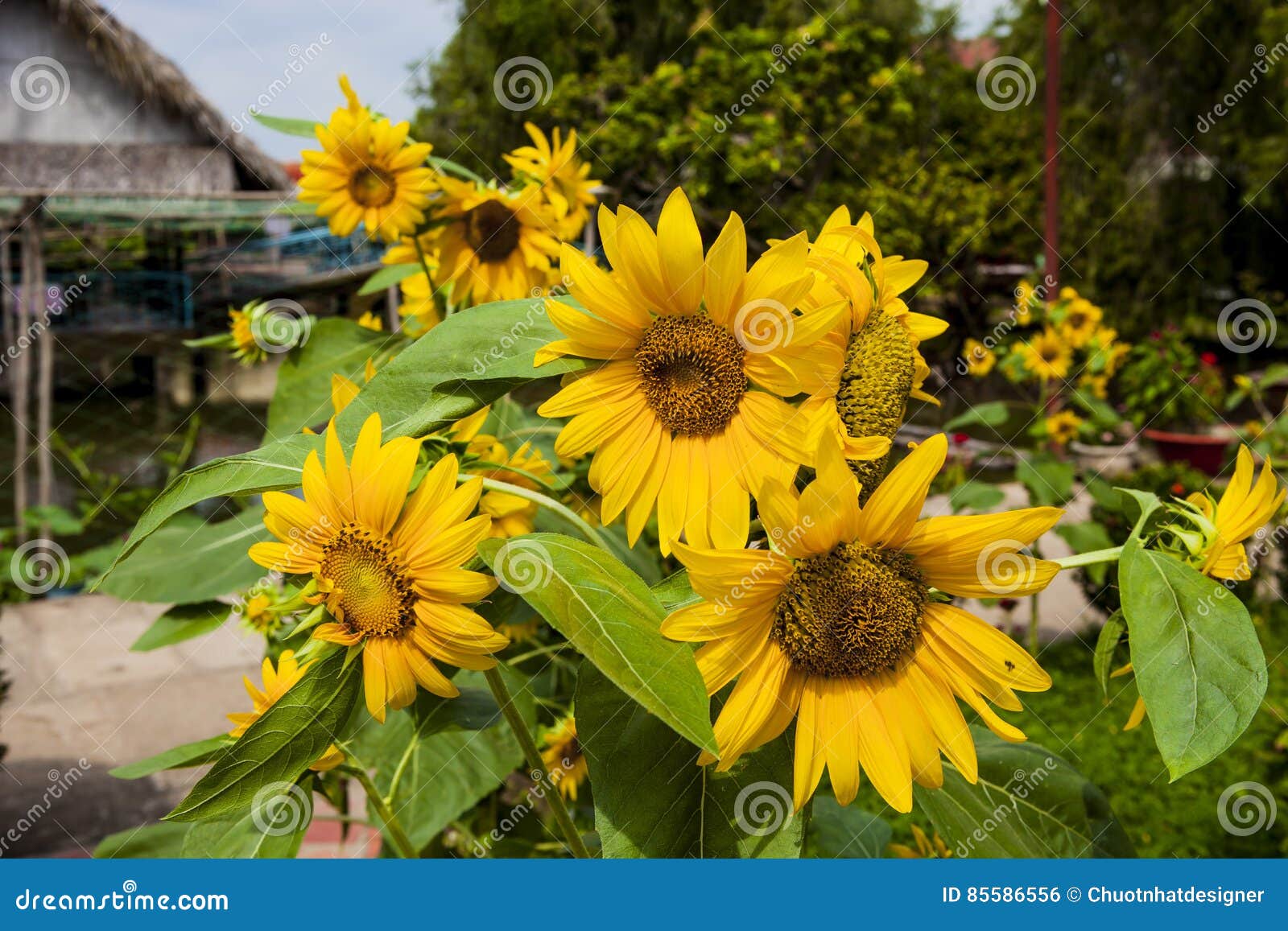 Sunflower Field. Sunflower Field in Full Bloom. Stock Photo Image of