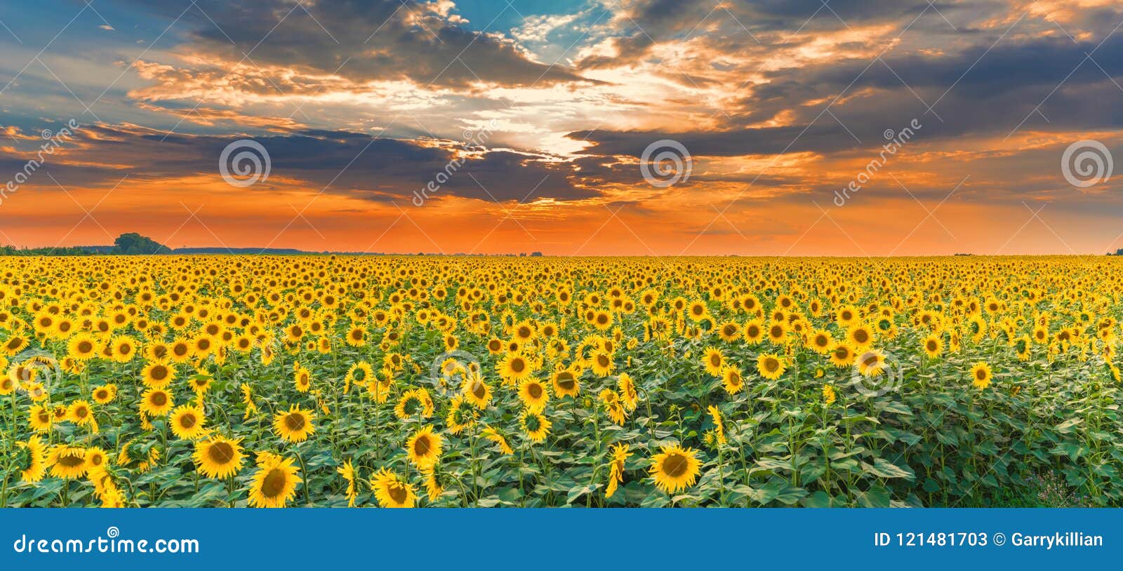 sunflower field on sunset. beautiful nature landscape panorama. farm field idyllic scene.