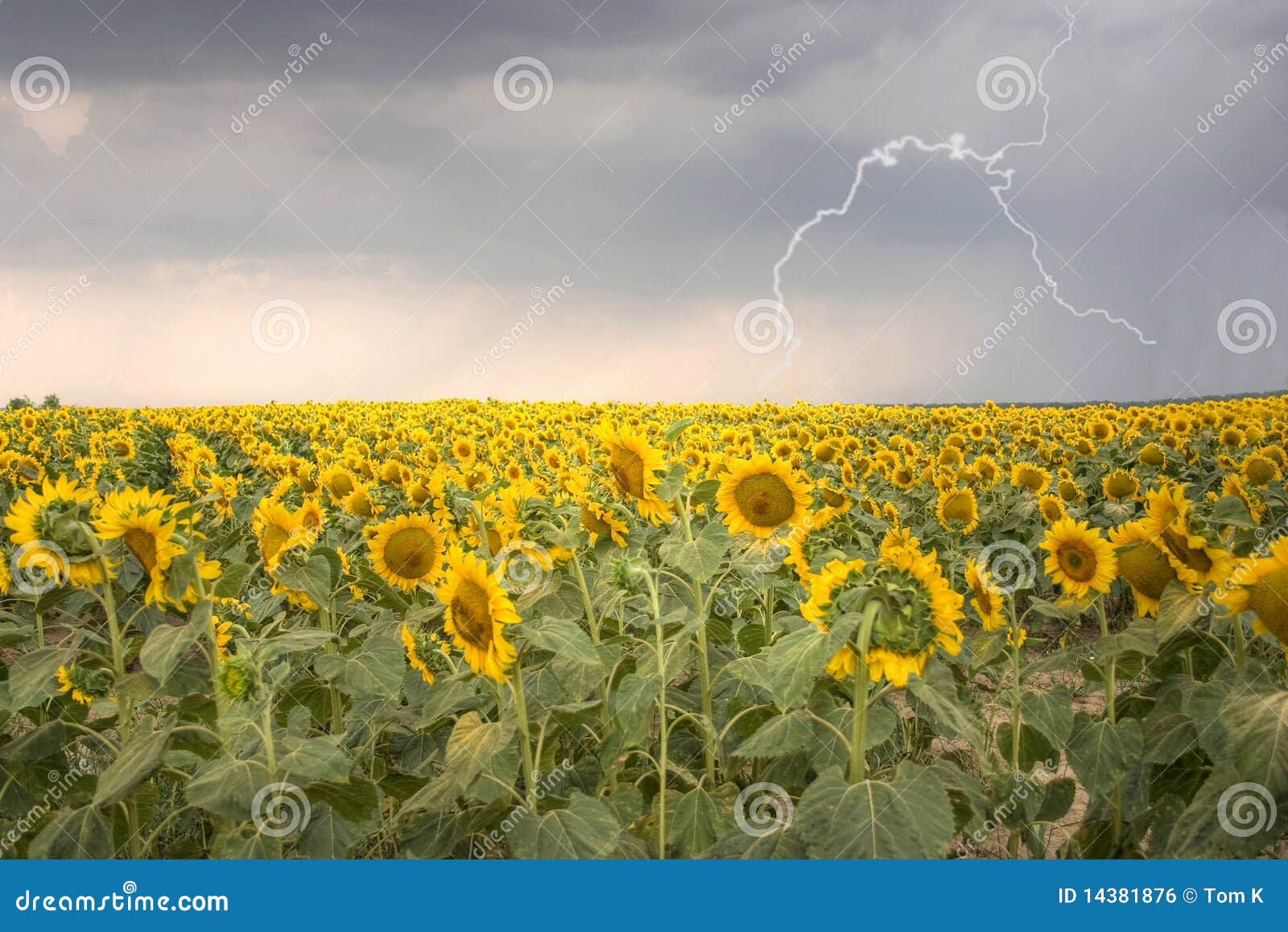 Sunflower Field Under Stormy Sky with Lightning Stock Photo Image of flash, field 14381876