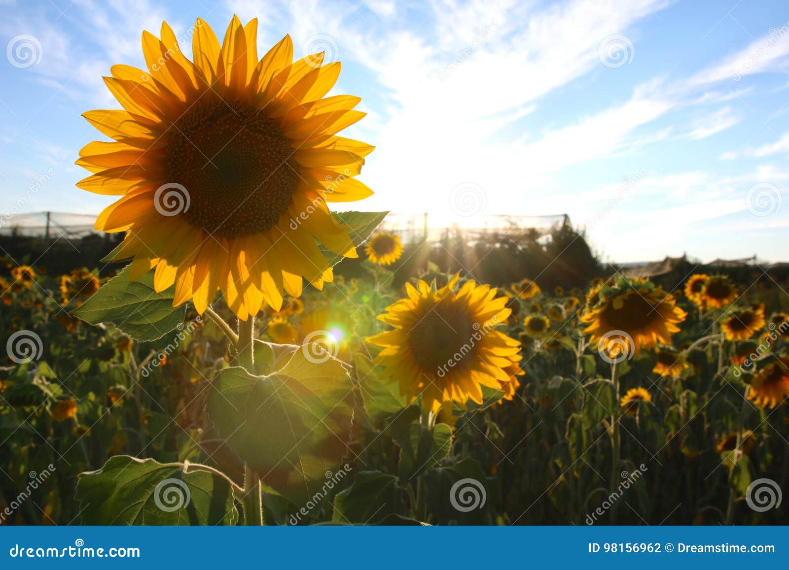 sunflower field in valensole, provence