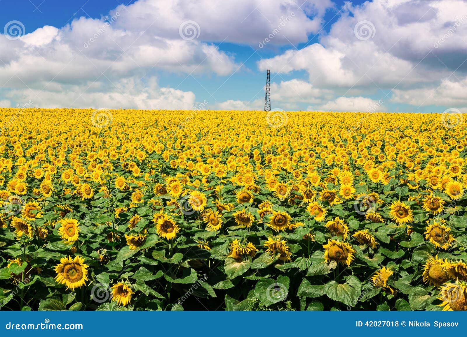 Sunflower field stock photo. Image of nature, summer 42027018