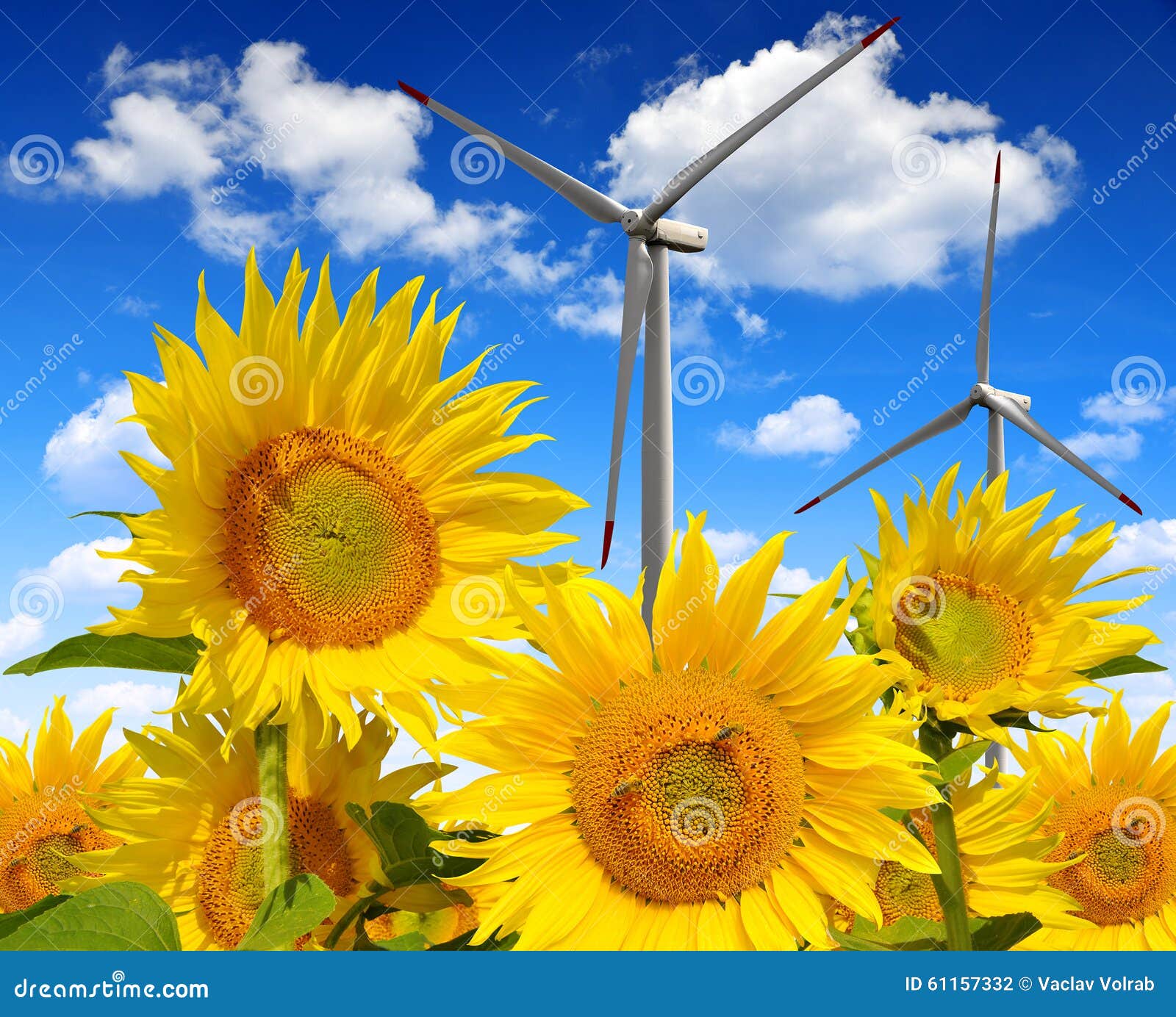 Sunflower Field with Wind Turbines Stock Photo Image of farming