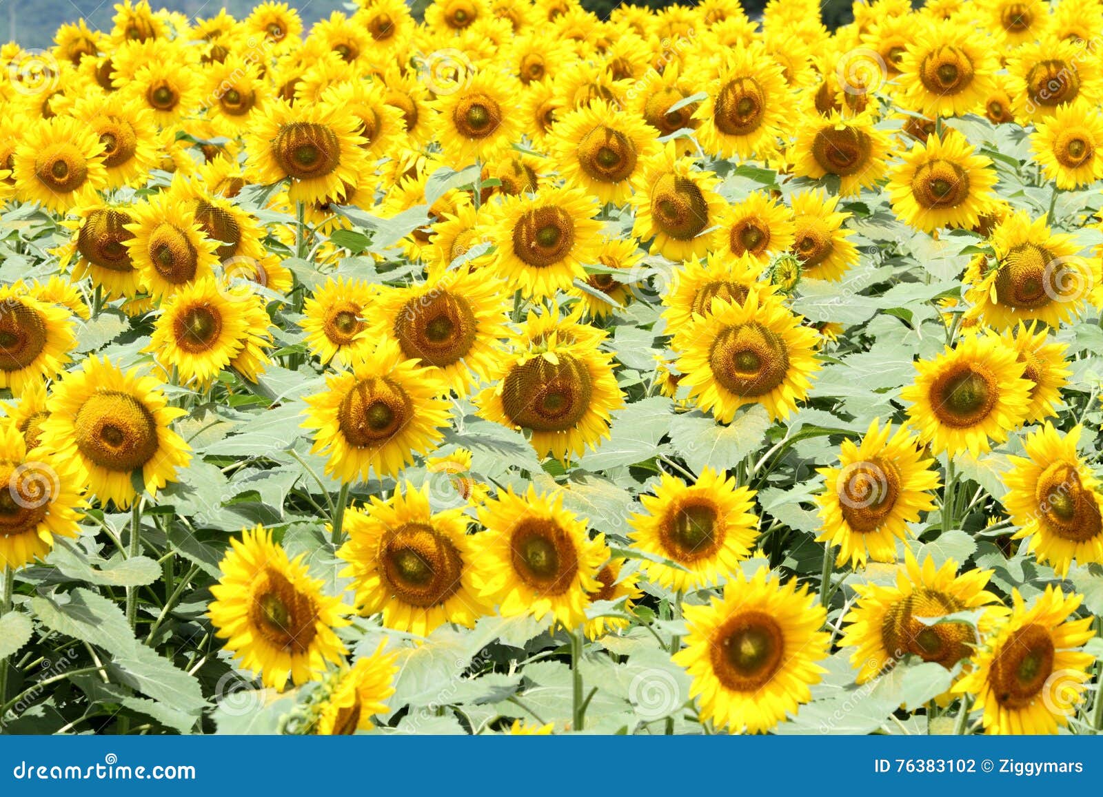 Sunflower Field in Yamanashi Stock Photo Image of field, midsummer