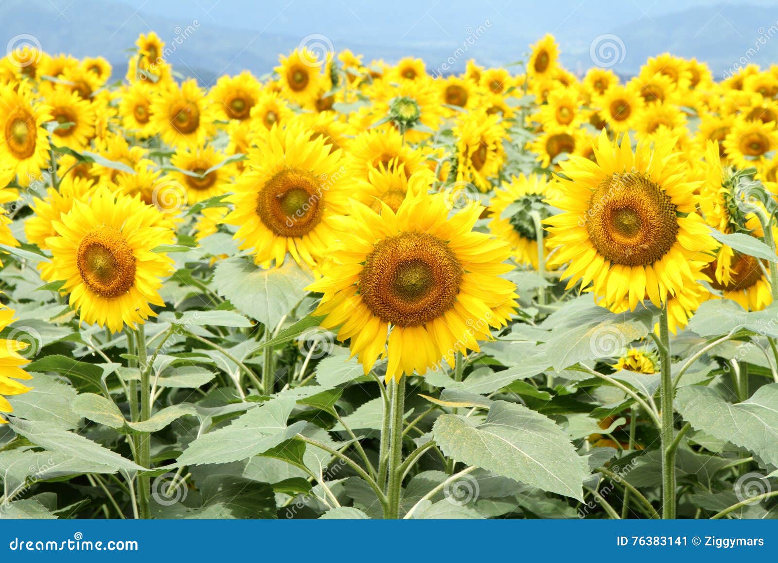 Sunflower Field in Yamanashi Stock Image Image of flower, yellow