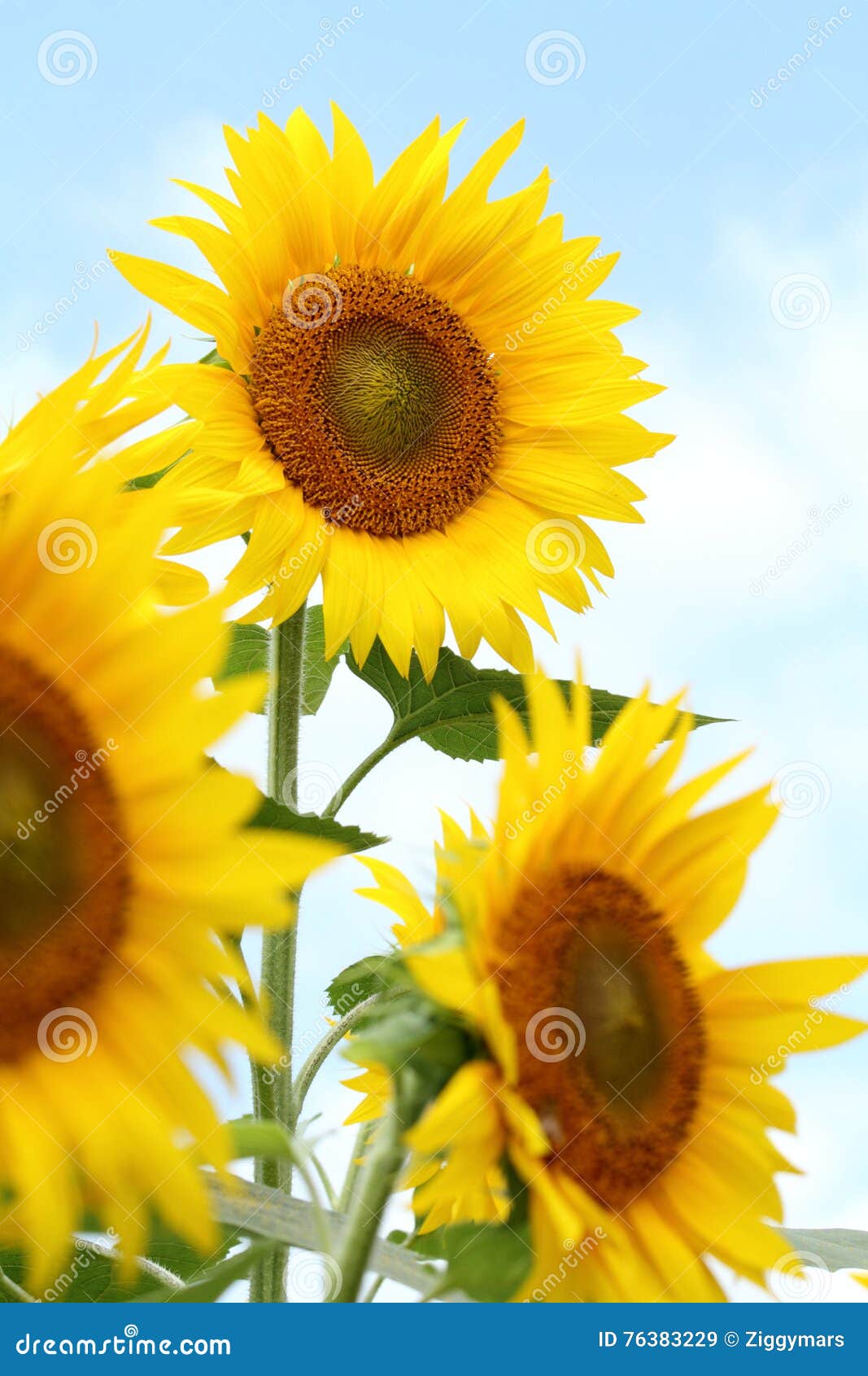 Sunflower Field in Yamanashi Stock Image Image of summer, landscape