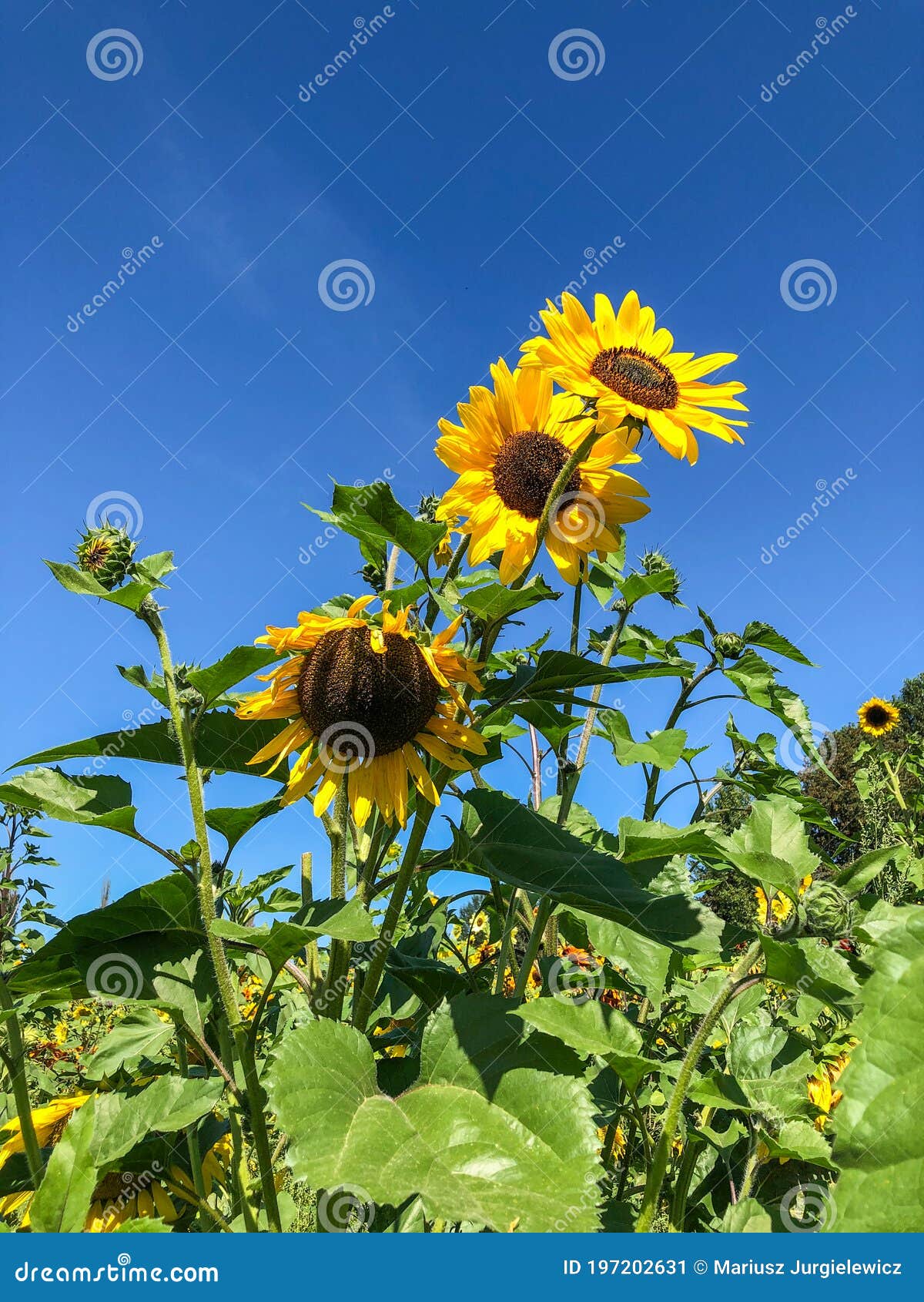 Sunflower Fields stock image. Image of farm, blooming 197202631