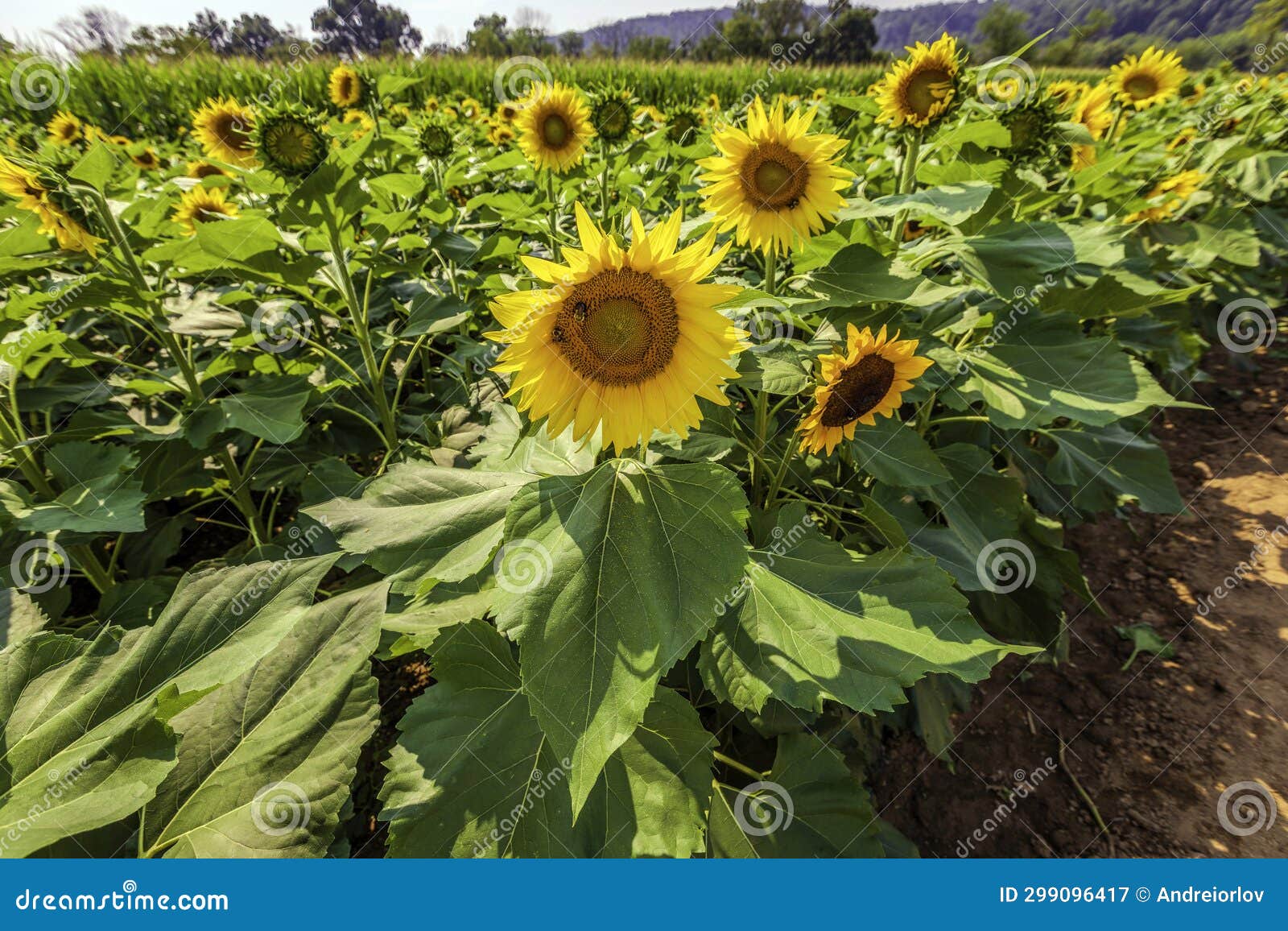 Sunflower Fields in Full Bloom Stock Image Image of blossom, growth