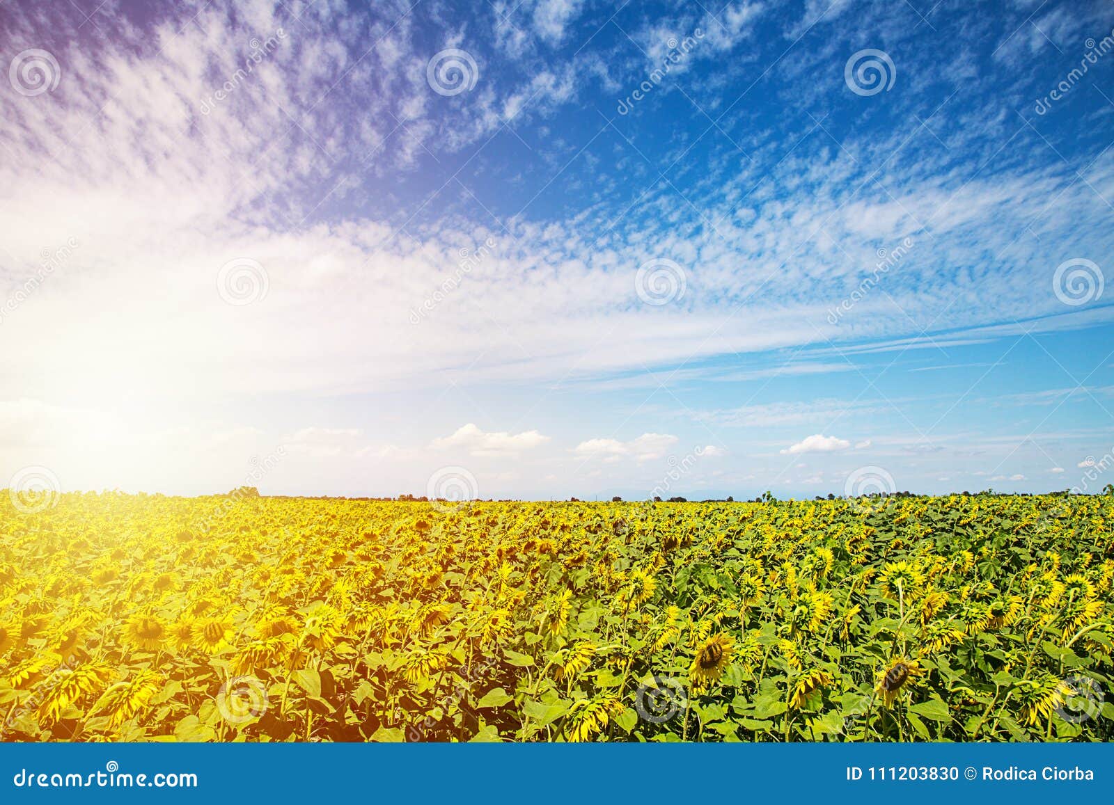 Sunflower Fields in Warm Evening Light Stock Photo Image of floral