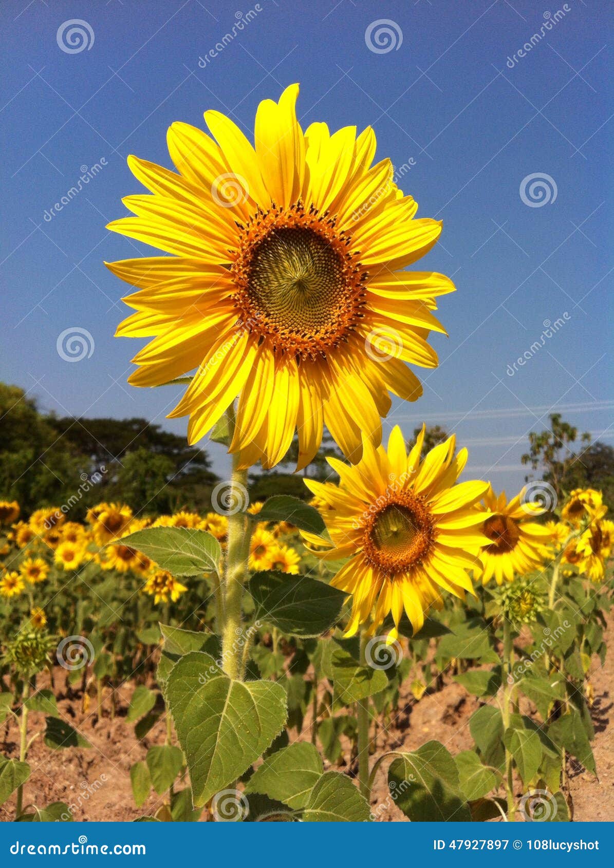 Sunflower flora2 stock image. Image of colors, collection 47927897