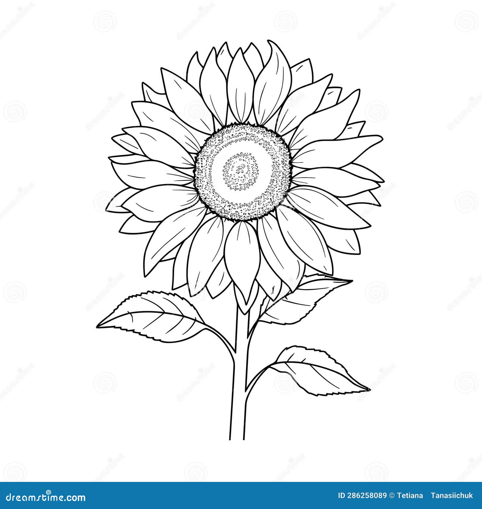 Sunflower Flower Coloring Book Page. Coloring Book Page for Adults or ...