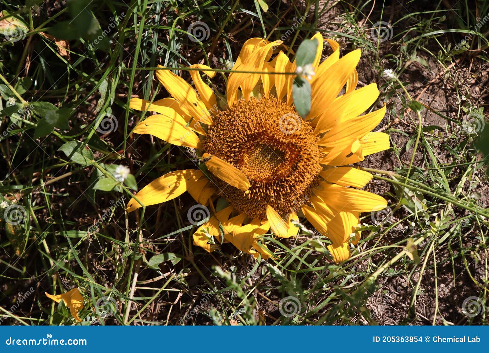 Sunflower Flower are Falling on the Ground Stock Photo Image of