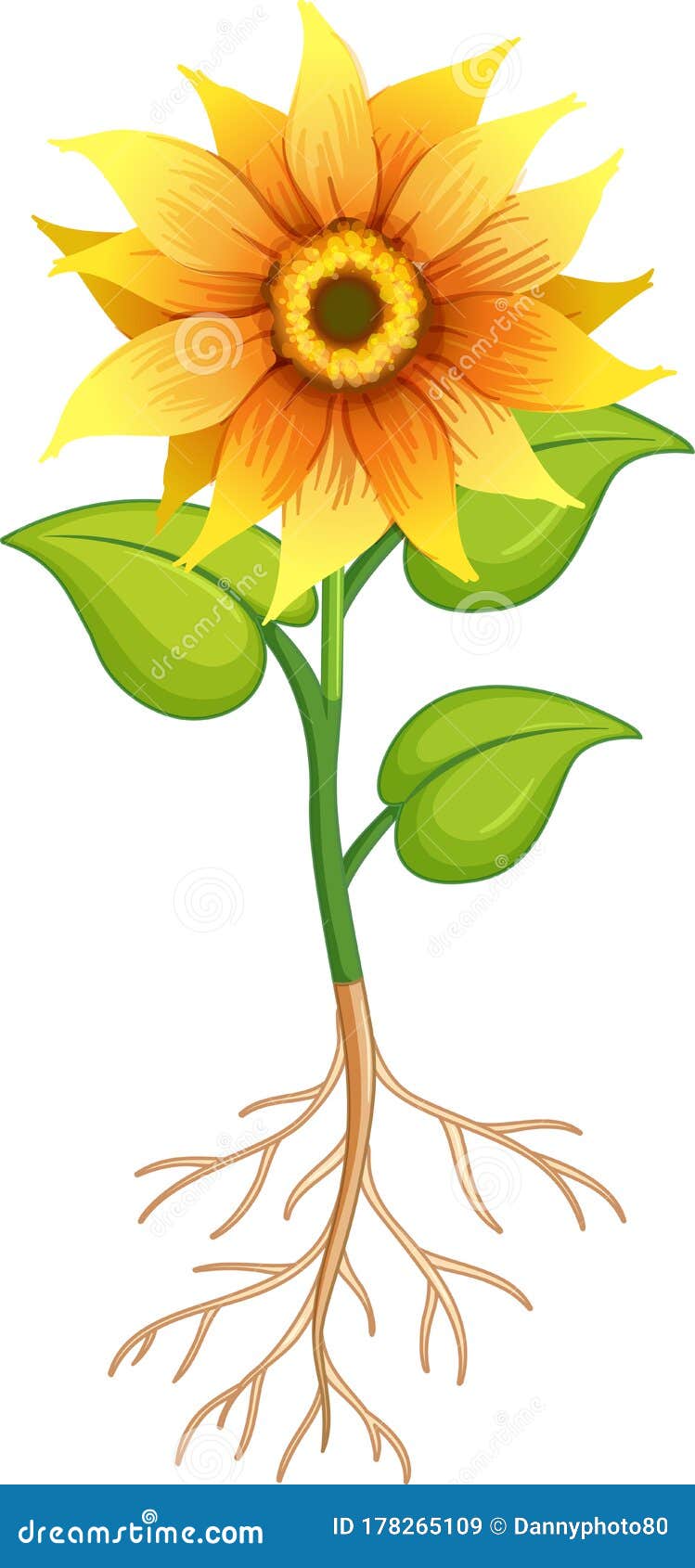 Sunflower Flower With Green Leaves And Roots On White