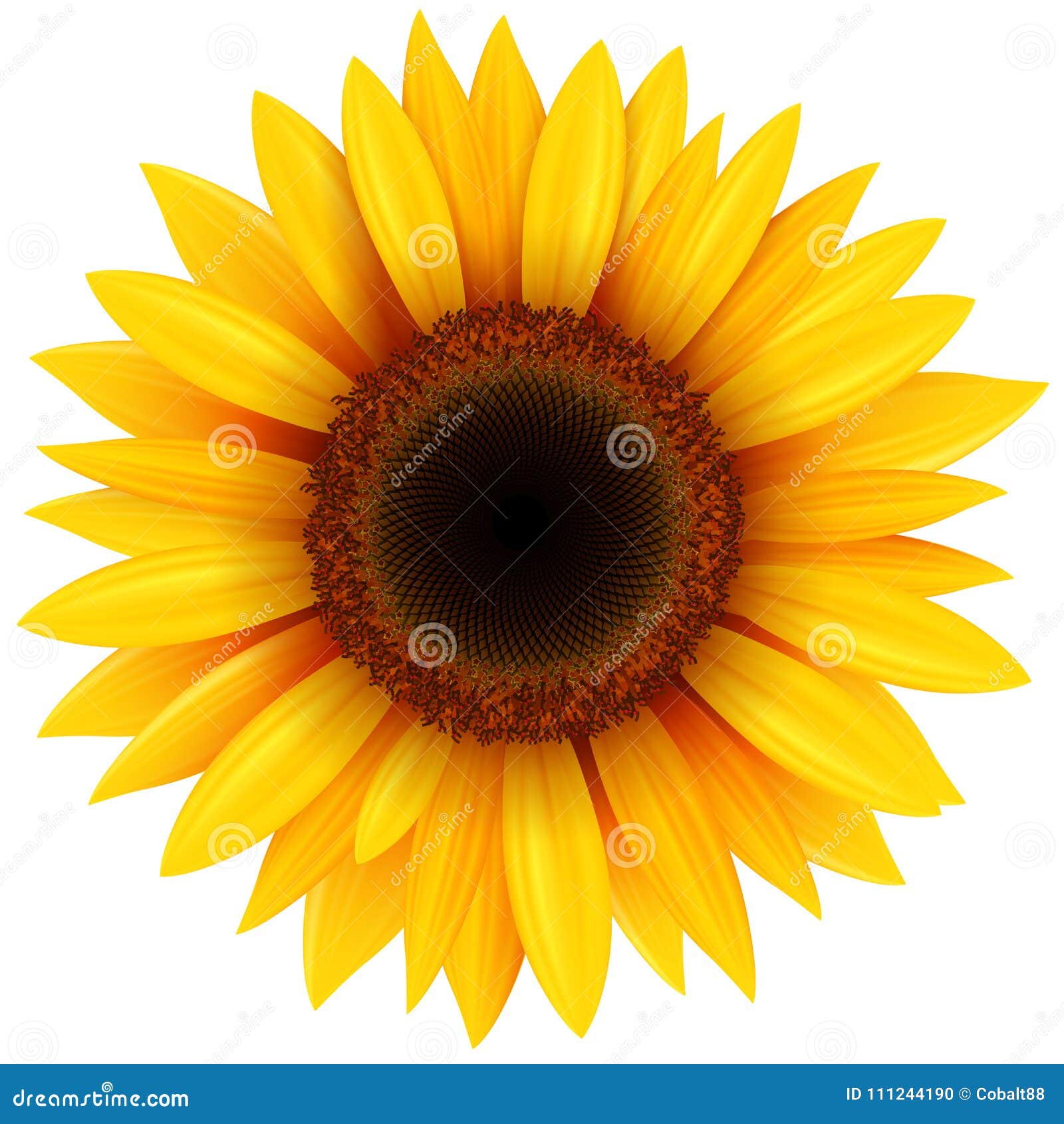 sunflower flower 