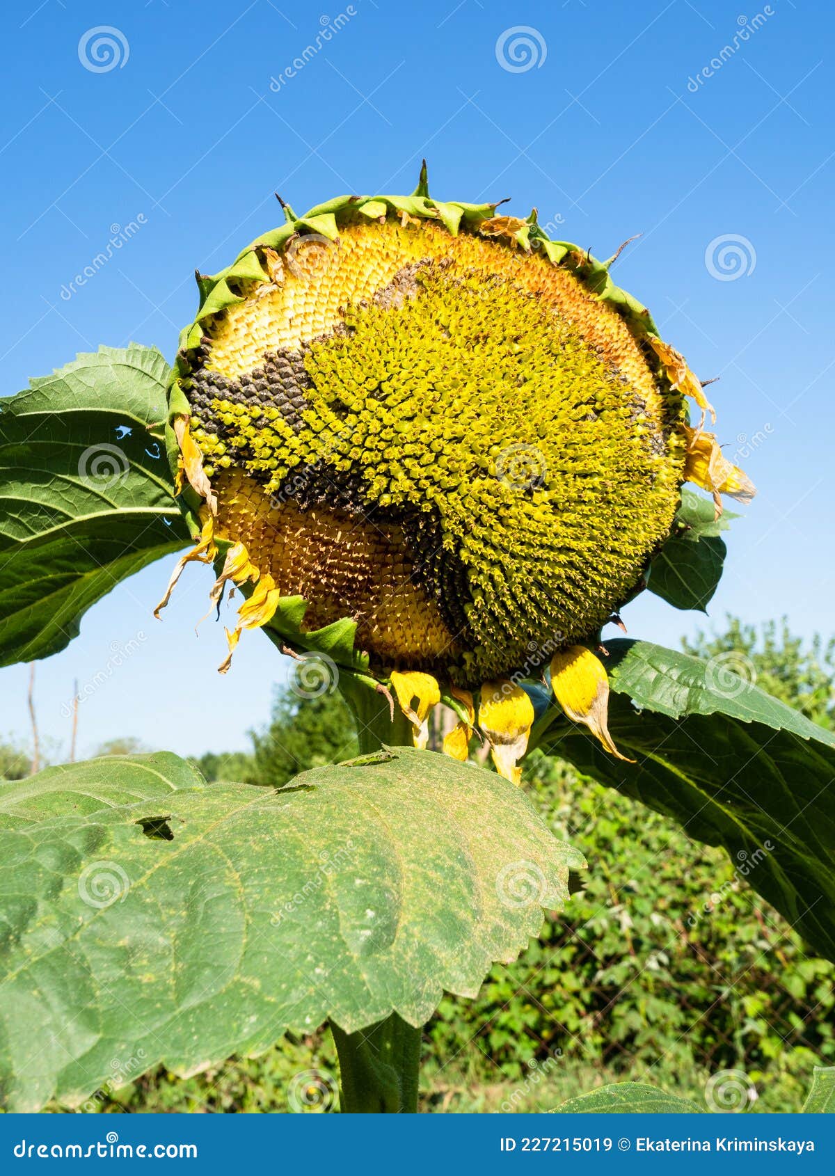 Sunflower Flower with Seeds Eaten by Birds Closeup Stock Image - Image ...