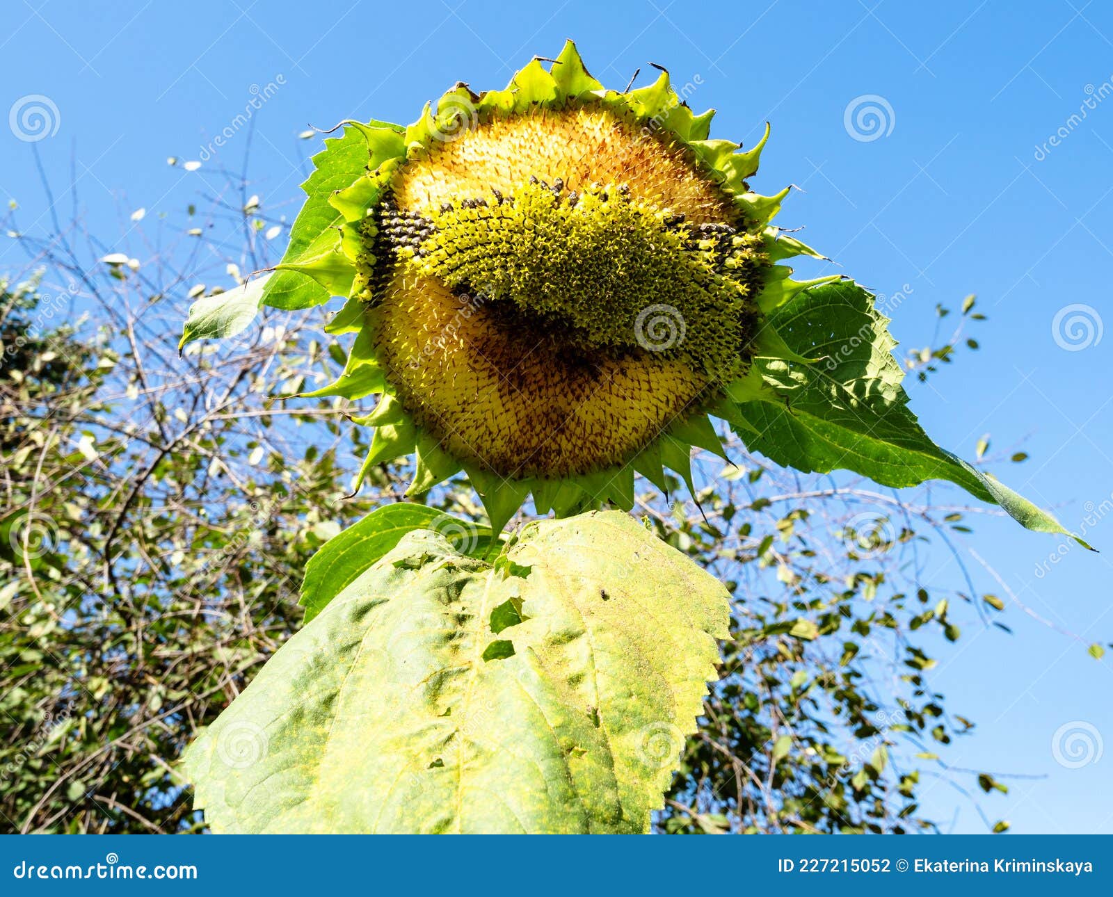 sunflower flower with seeds pecked by sparrows