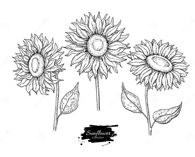 Sunflower Flower Vector Drawing Set. Hand Drawn Illustration Isolated ...