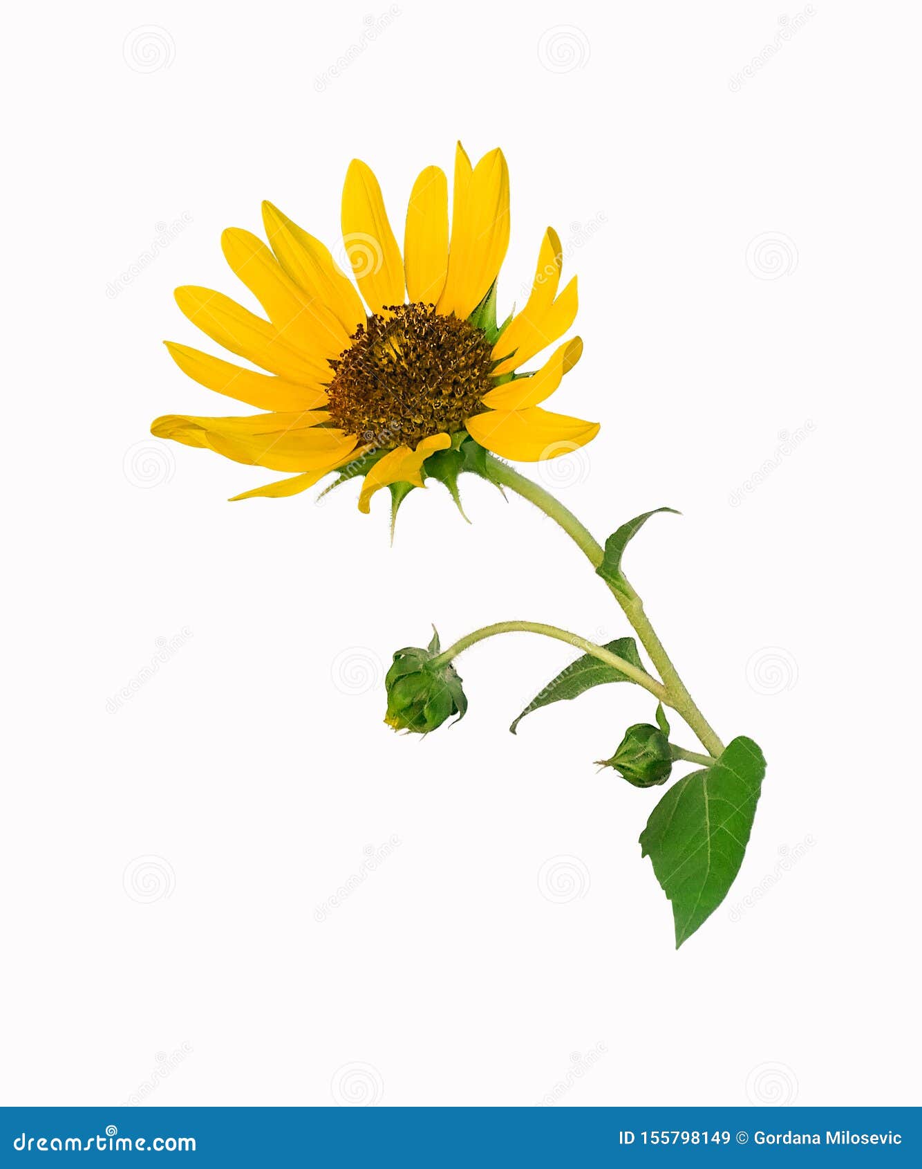 Sunflower Flower with Two Buds. Stock Image Image of blossom, flower