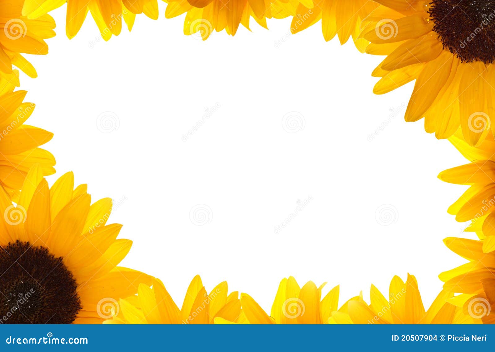 frame photo app free Stock Frame Images Sunflower Image: 20507904 frame photo app free Stock Frame Images Sunflower Image: 20507904
