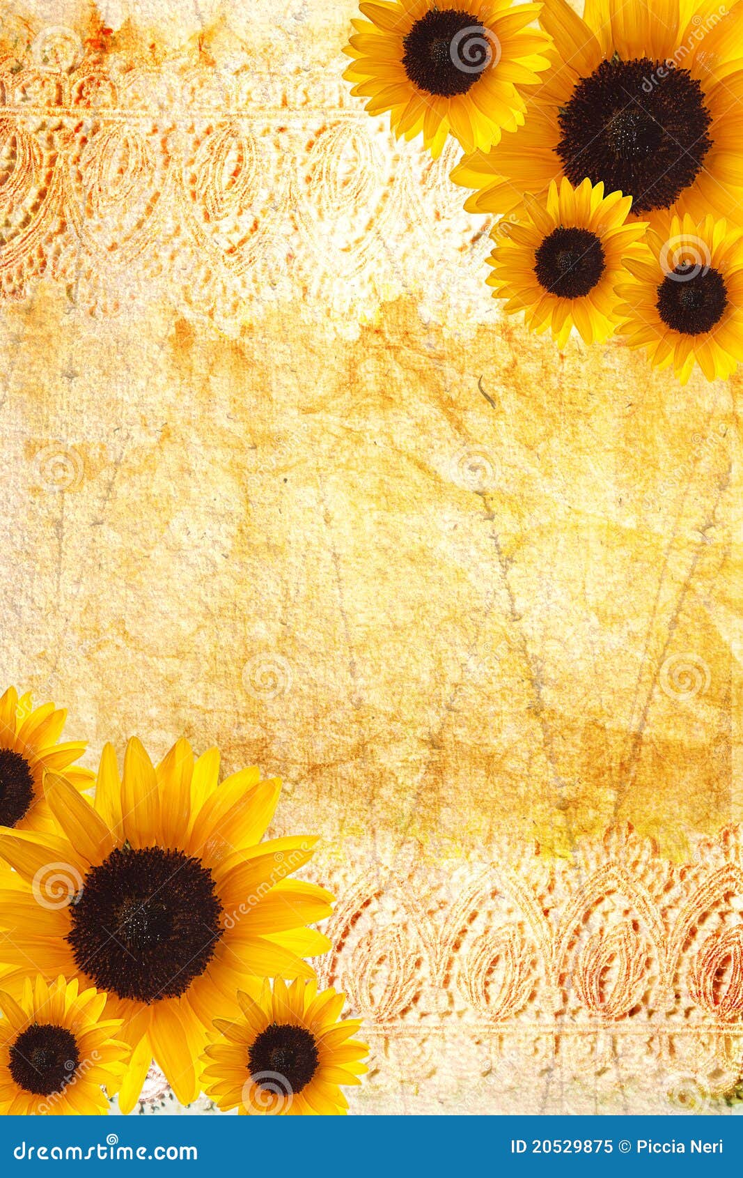 tumblr lace backgrounds Stock Sunflower Photo 20529875 Frame  Image: Royalty Free