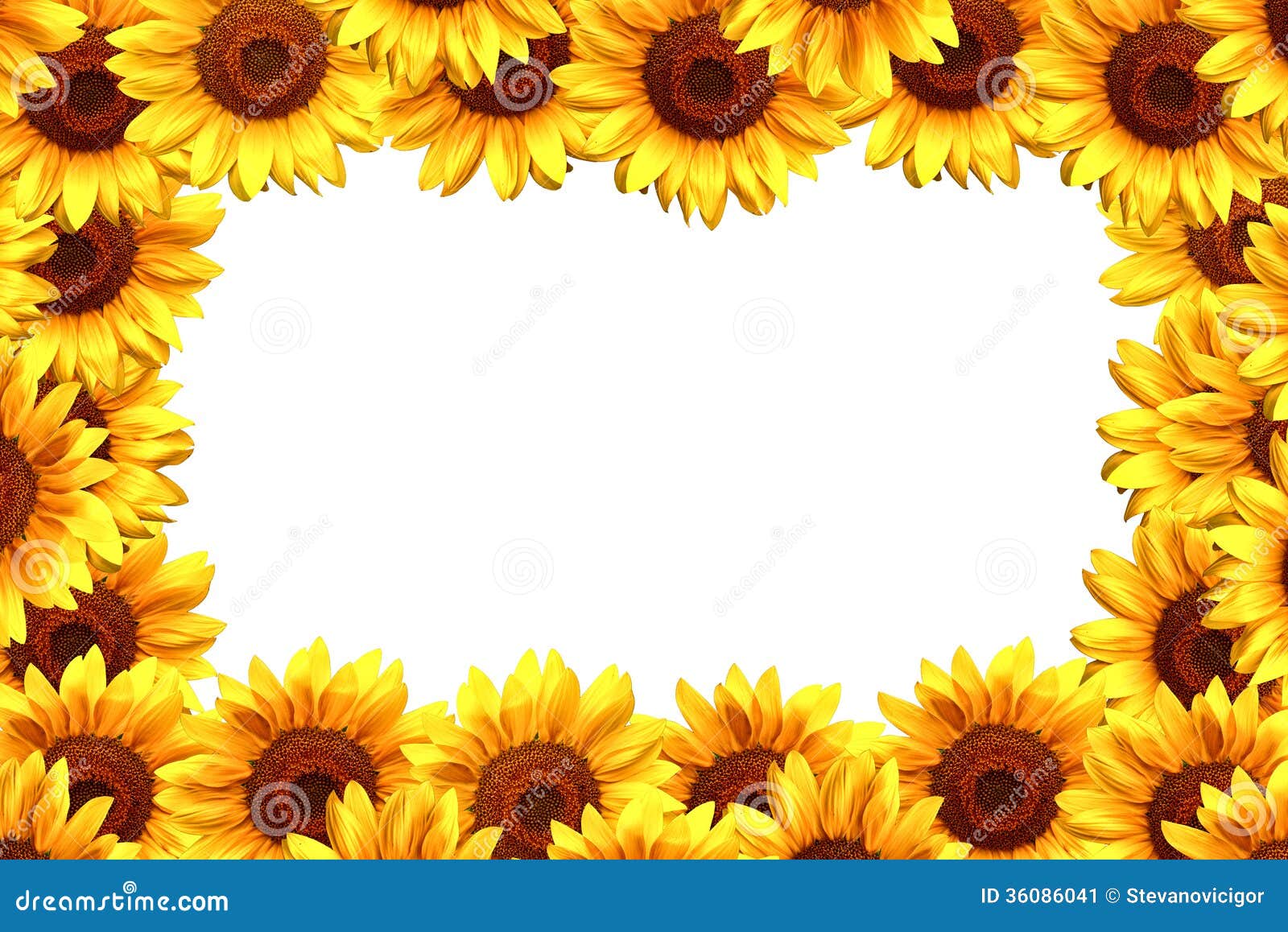 clip art borders sunflowers - photo #48