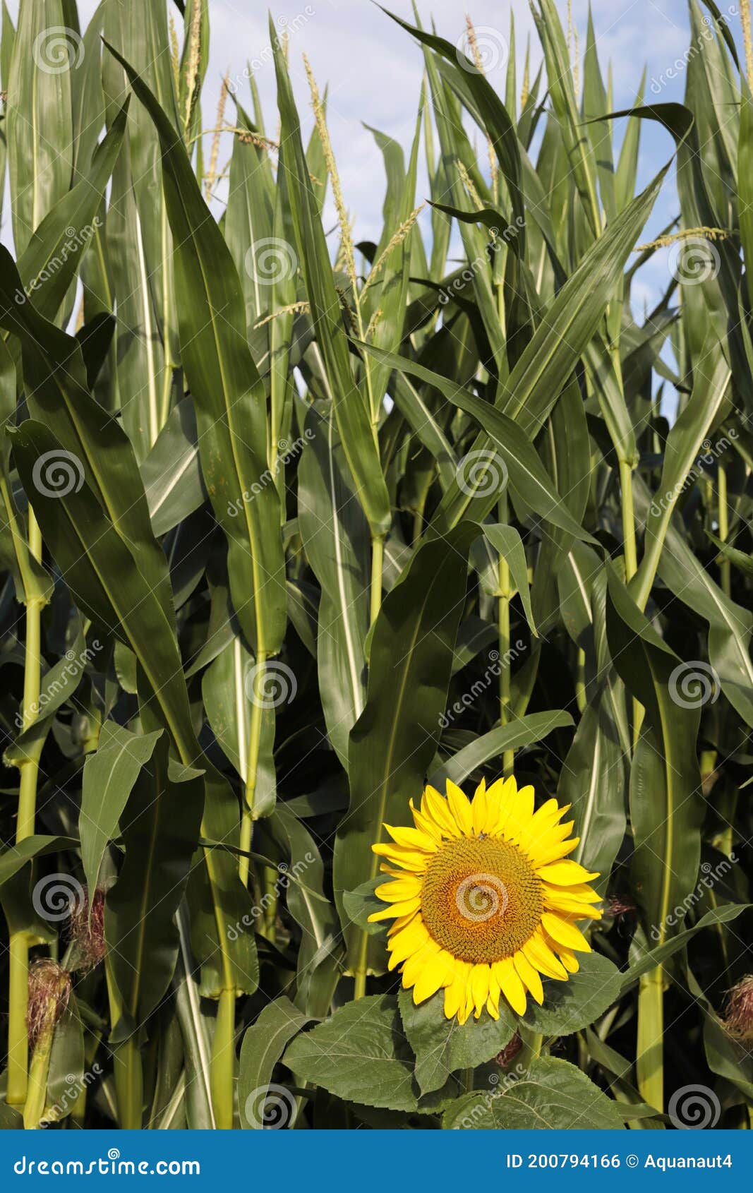 Sunflower and corn plants stock photo. Image of grain 200794166