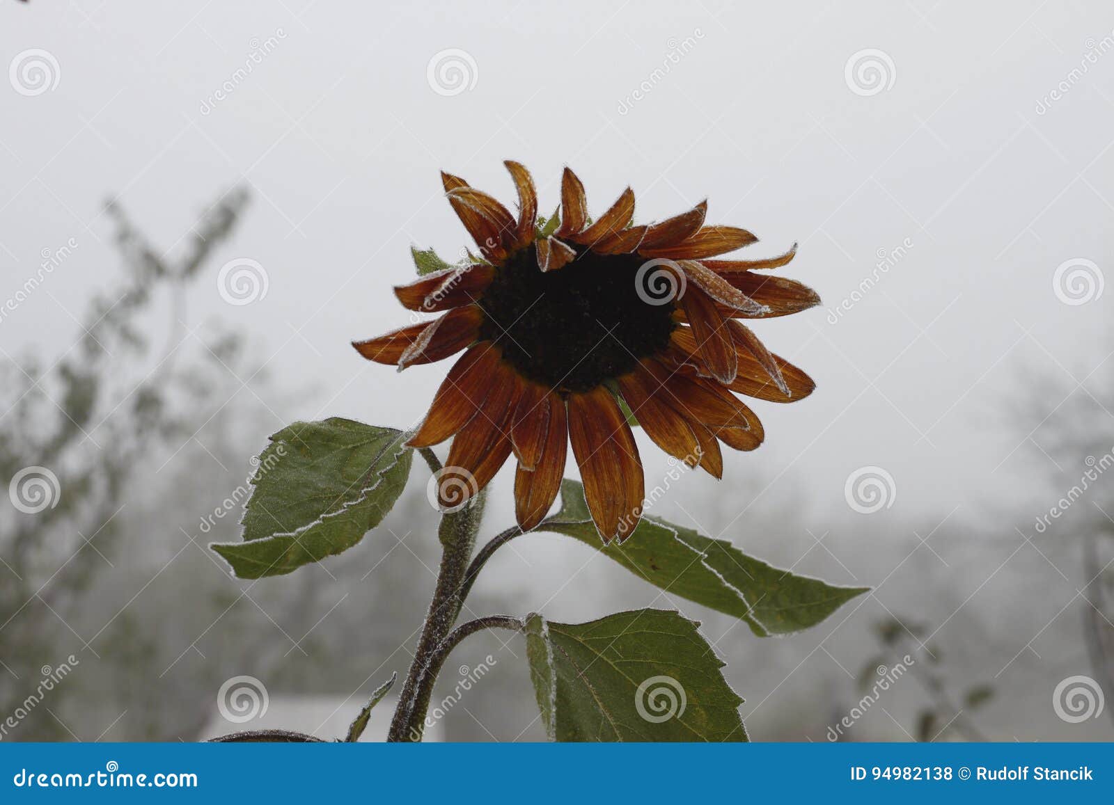 Sunflower stock photo. Image of petal, tree, leaf, flower 94982138
