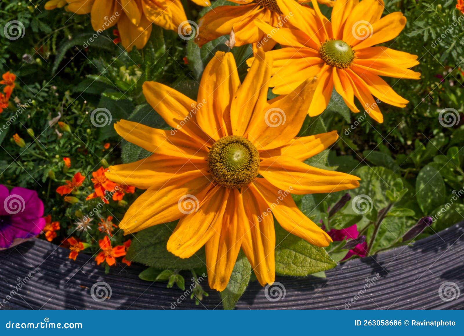 Sunflower in Full Bloom, Toronto, on, Canada Stock Photo Image of seed, tree 263058686