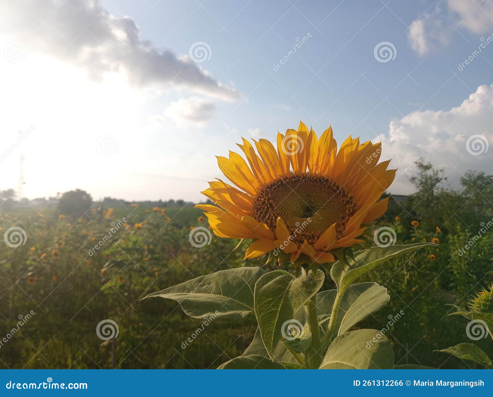 sunflower garde at sunset.
