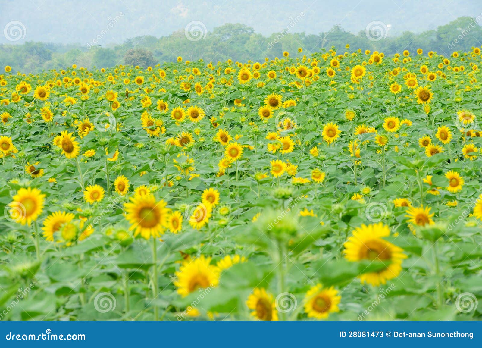 Sunflower garden stock image. Image of outdoor, park 28081473
