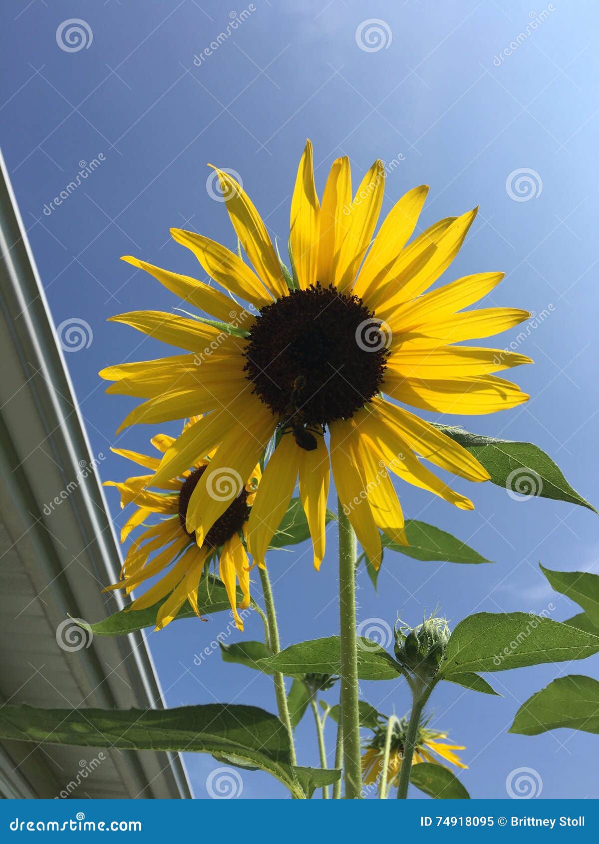 Sunflower stock image. Image of garden, yellow, sunflower 74918095