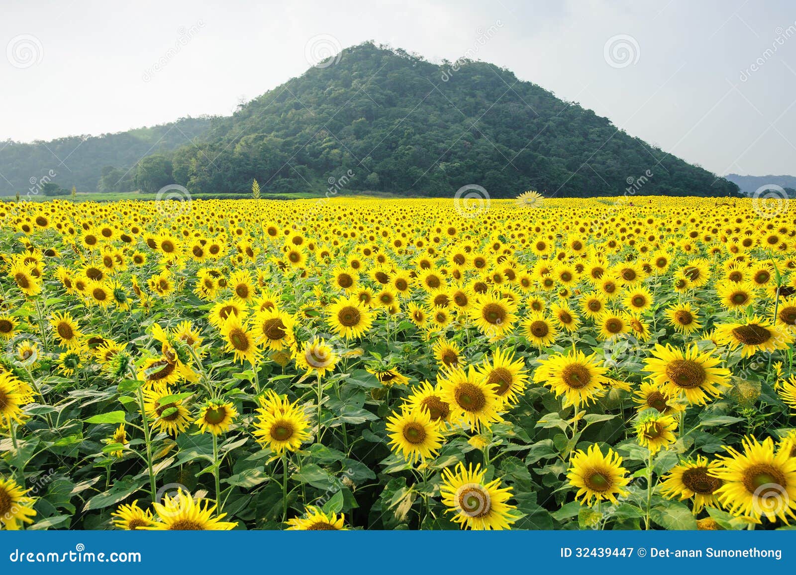 Sunflower Garden and Mountain Stock Image Image of light, beauty