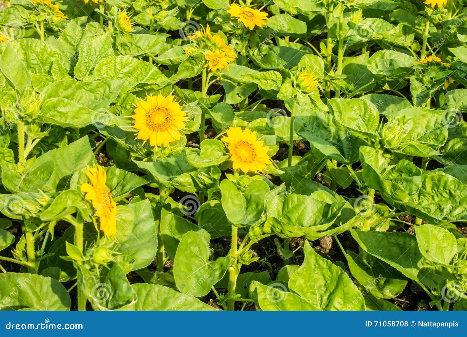 Sunflower in garden stock photo. Image of flower, beautiful 71058708