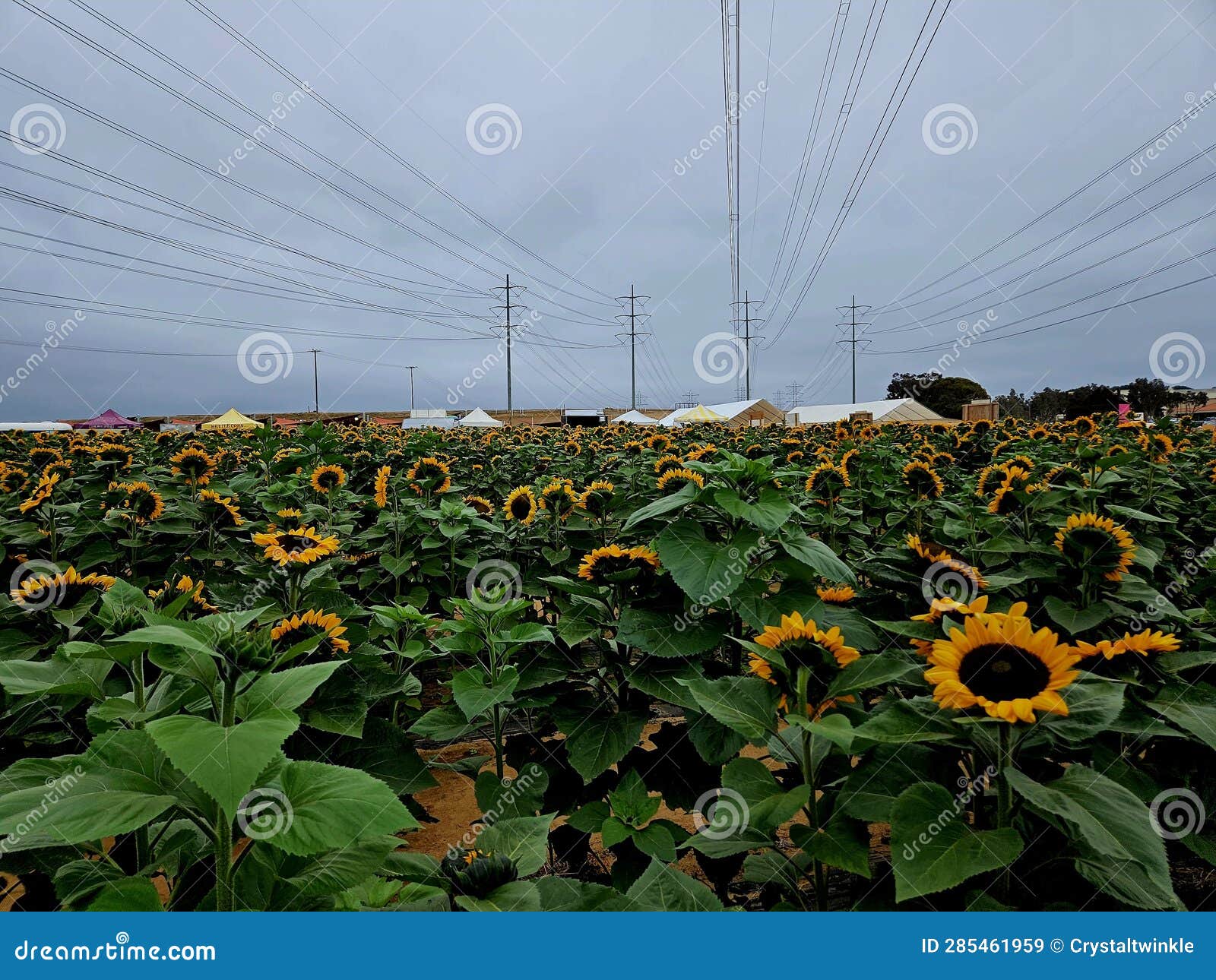 Sunflower Garden in San Diego Stock Image Image of yellow, sunflower 285461959
