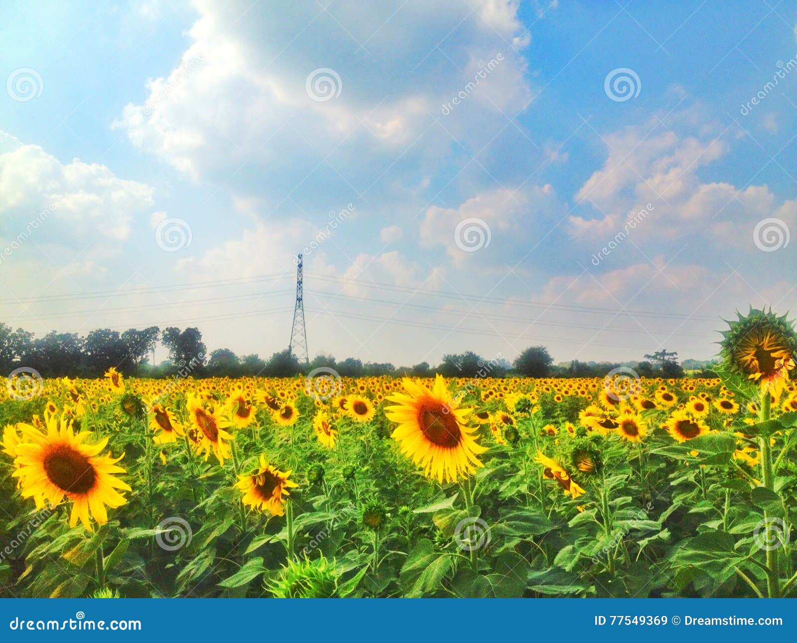 Sunflower Garden stock image. Image of field, flowers 77549369