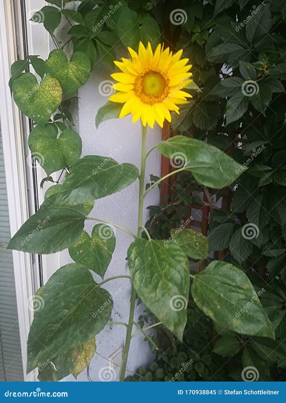 A Sunflower in the Garden at Summer Stock Image Image of family