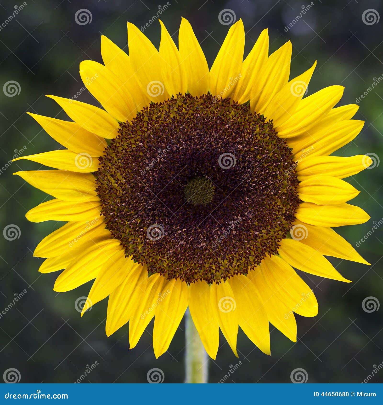 Sunflower with Green Background Stock Photo Image of leaf, brown
